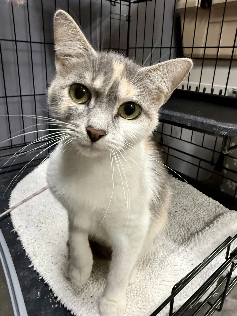 A young medium-sized female Domestic Short Hair cat named Cat  Gidget for adoption in GILBERTS, IL