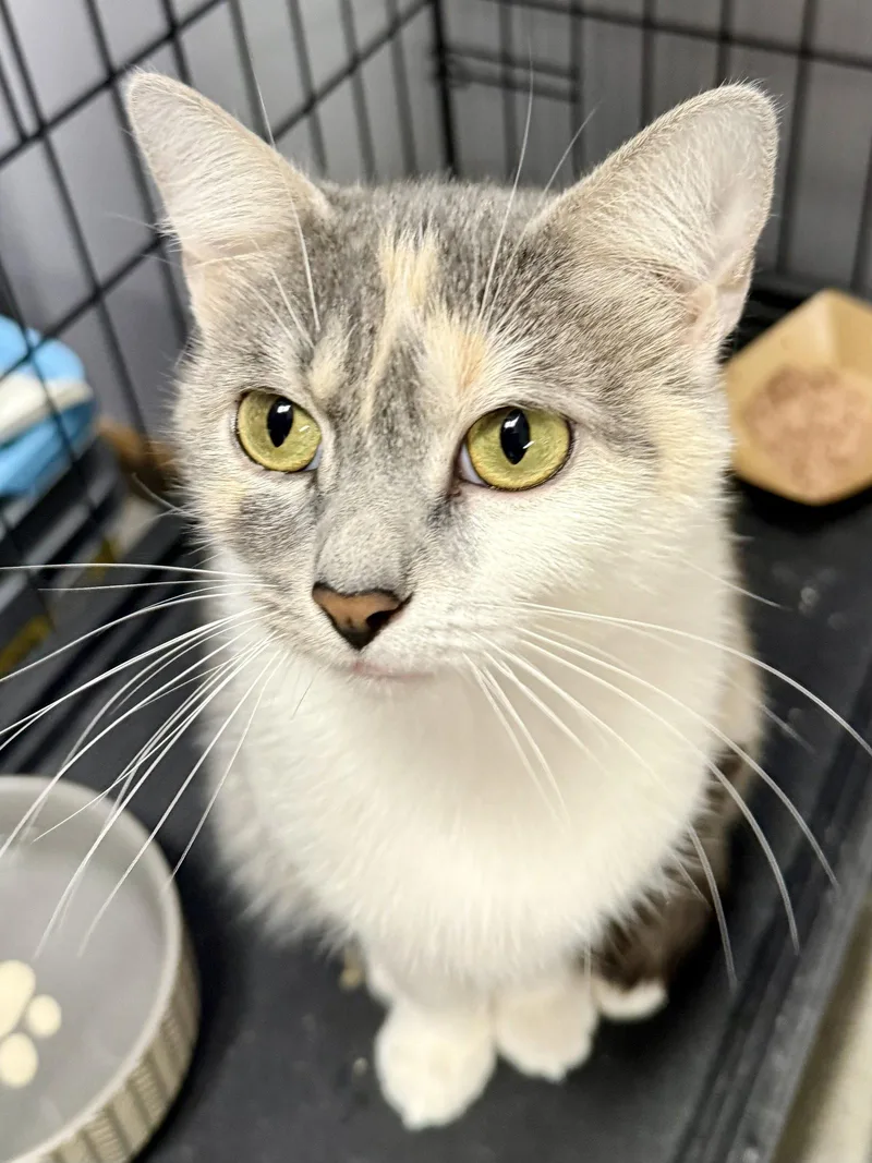 Cat  Gidget thumbnail 2