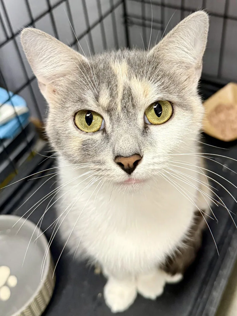 Cat  Gidget thumbnail 3