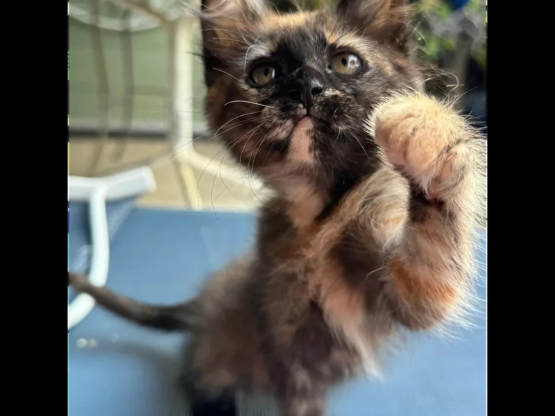 A baby small-sized female Brown / Chocolate Tortoiseshell cat named Cassie for adoption in Santa Maria, CA