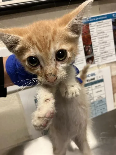A baby small-sized male Domestic Short Hair cat named Waffle for adoption in Long Beach, CA