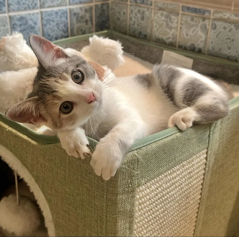 A baby small-sized female Dilute Calico Domestic Short Hair cat named Pita for adoption in Hartville, OH