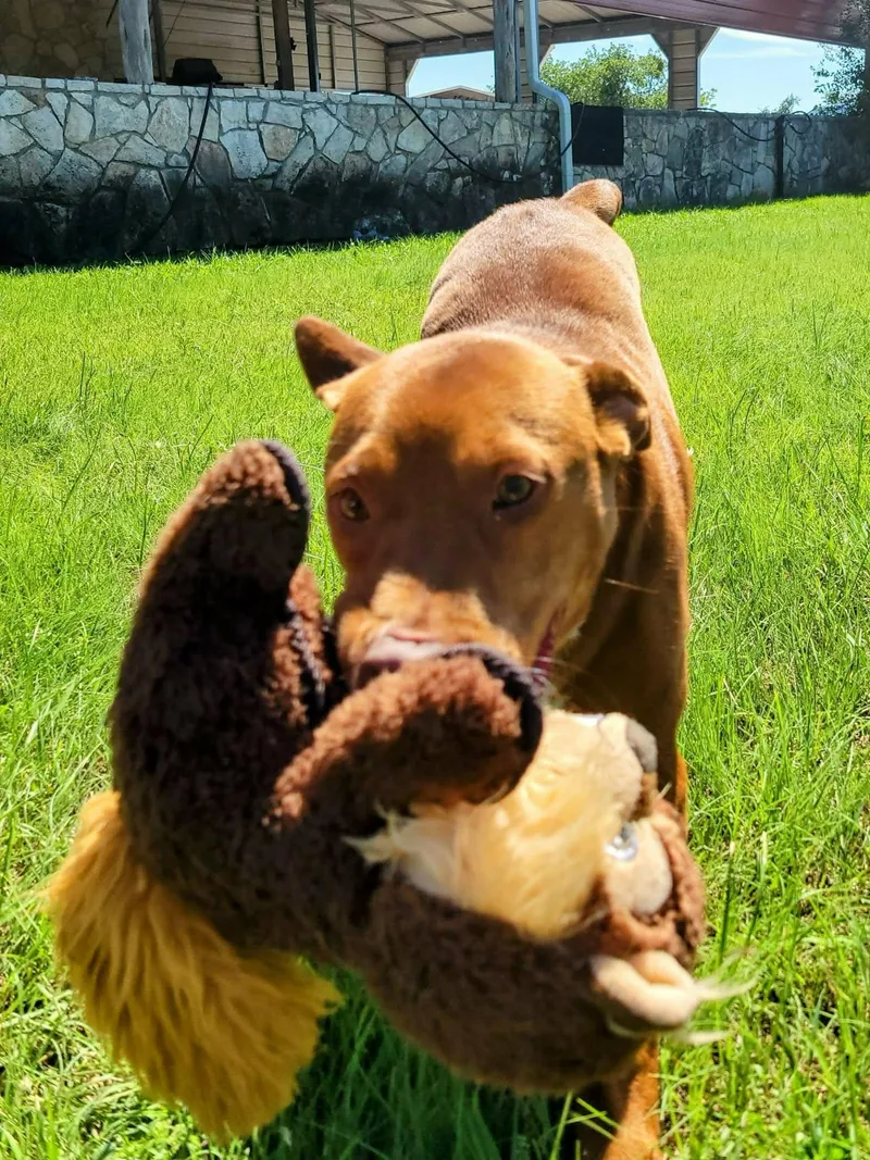 A young medium-sized female Pit Bull Terrier dog named Rosie for adoption in Spring, TX