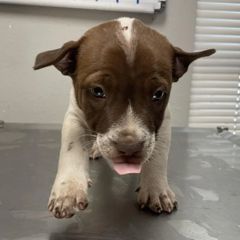 A baby small-sized male White / Cream Pit Bull Terrier dog named Mocha for adoption in Laredo, TX