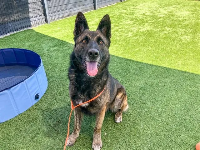 An adult large-sized male German Shepherd Dog dog named Lobo for adoption in Tustin, CA