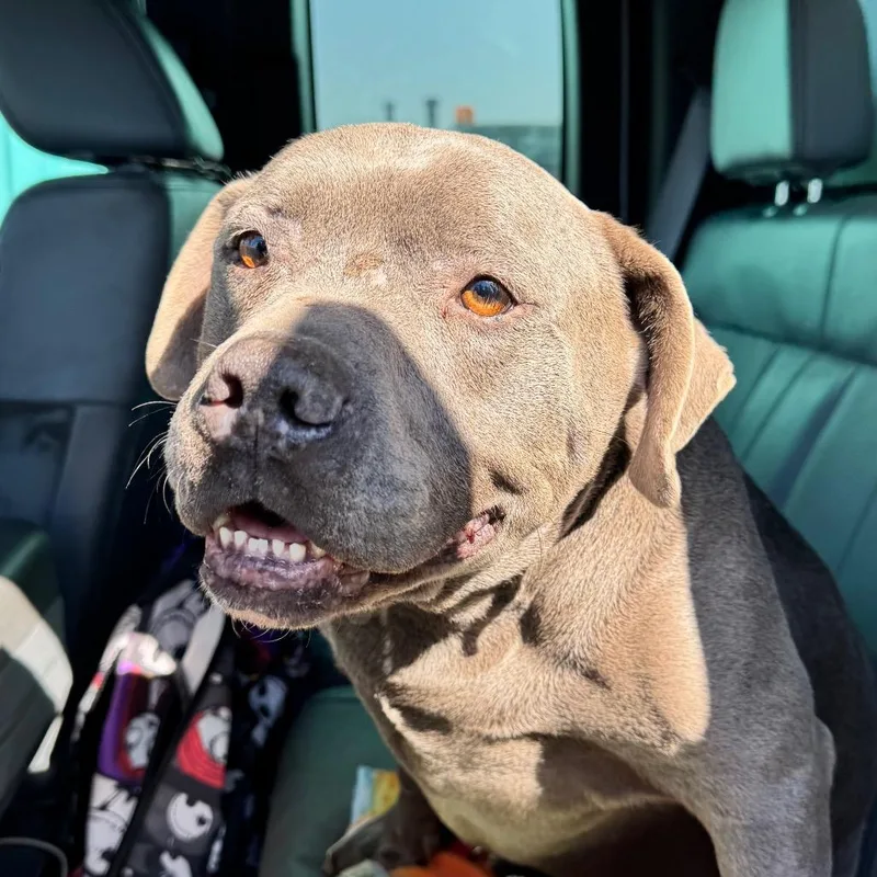 An adult medium-sized male Gray / Blue / Silver Pit Bull Terrier dog named Vincent for adoption in Galveston, TX