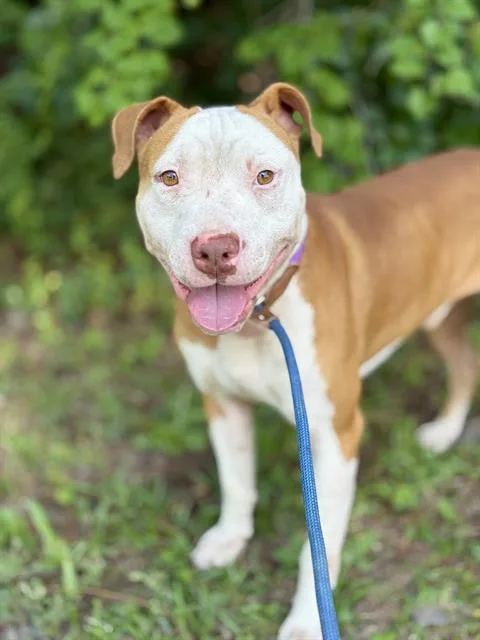 An adult large-sized male Mixed Breed dog named Ronald Weasley for adoption in Fort Walton Beach, FL