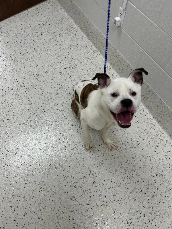 An adult medium-sized male White / Cream Pit Bull Terrier dog named Chunk for adoption in Providence Forge, VA