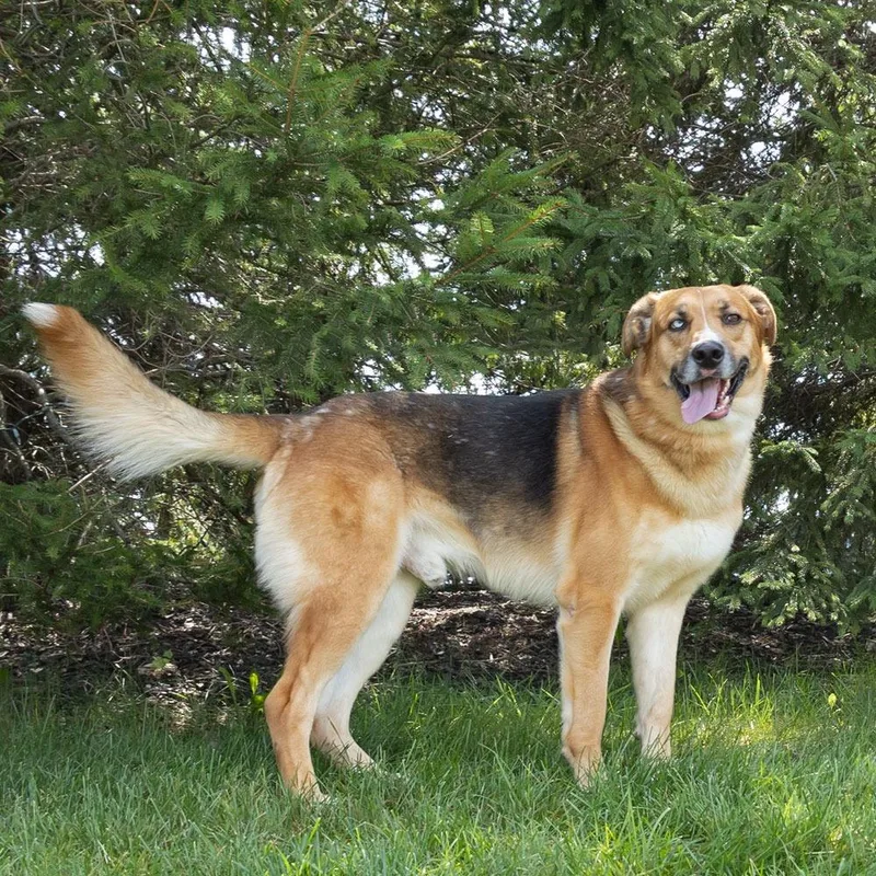 An adult large-sized male Black Mixed Breed dog named Willy for adoption in Erie, PA