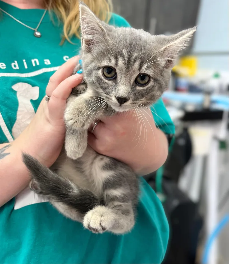 A baby medium-sized female Tabby (Gray / Blue / Silver) Domestic Short Hair cat named Swallowtail for adoption in Seville, OH