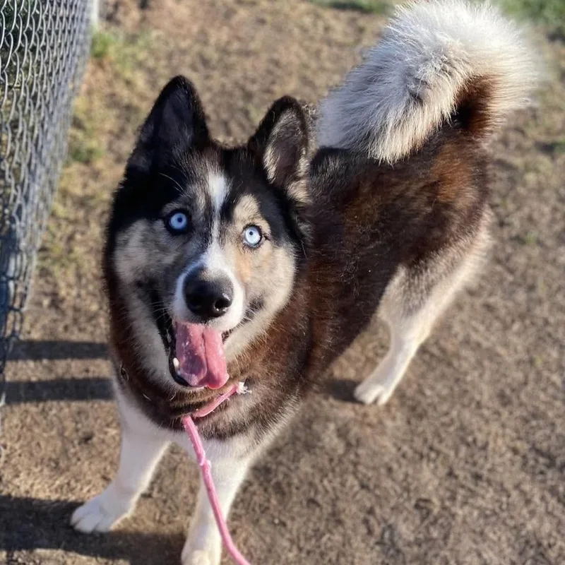 A young small-sized female Husky dog named Candi for adoption in Minooka, IL