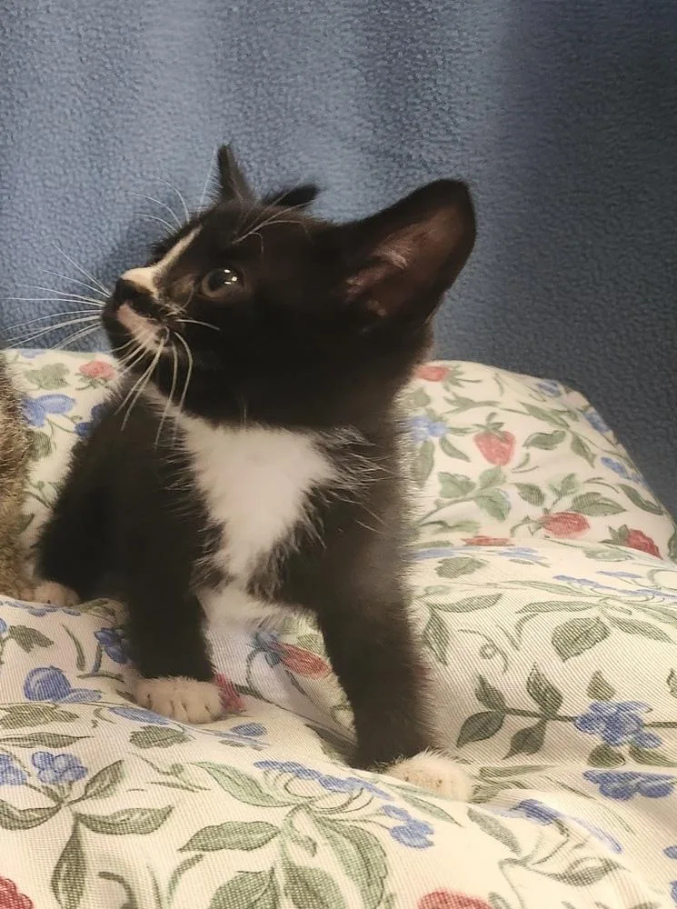 A baby medium-sized male Black & White / Tuxedo Domestic Short Hair cat named Troll for adoption in Evansville, IN