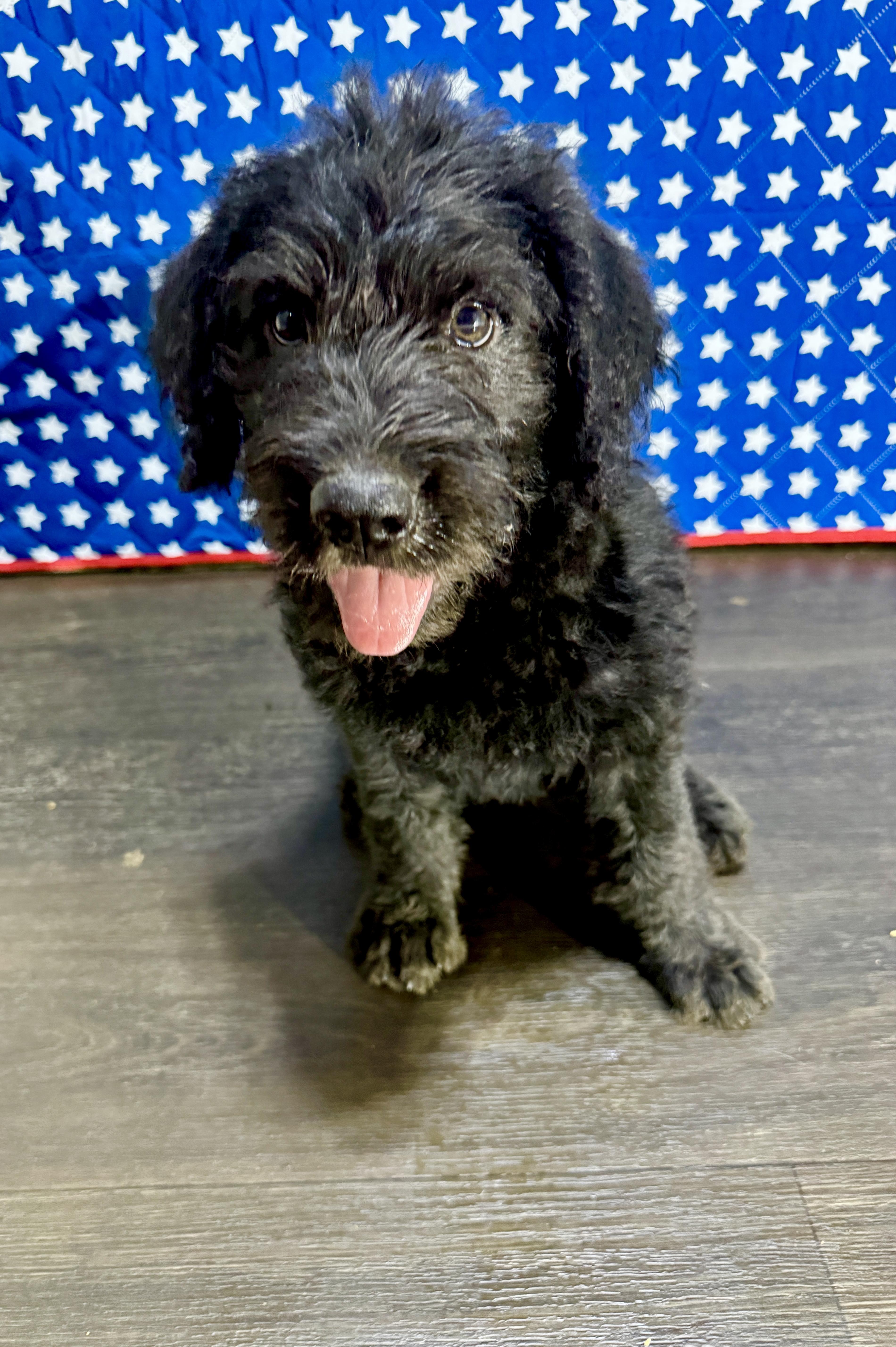A baby medium-sized male Black Labradoodle dog named Harrison for adoption in Hartford, KY