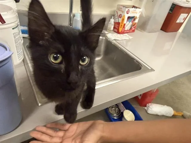 A baby small-sized male Domestic Medium Hair cat named Noodle for adoption in Auburn, CA