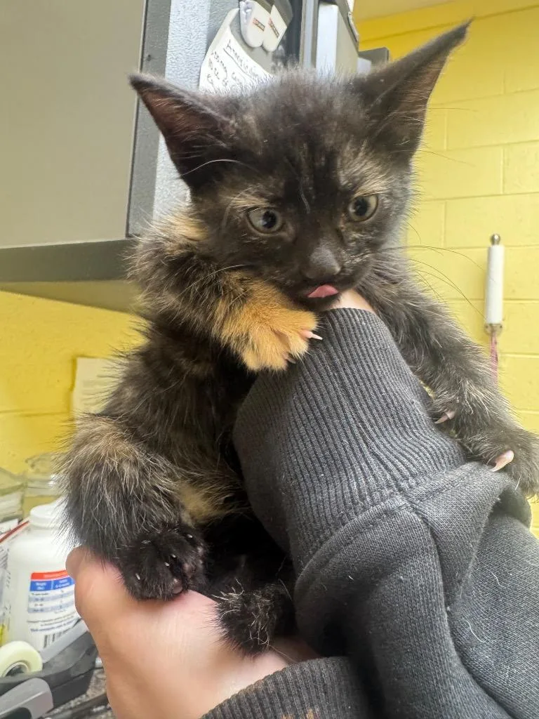 A baby small-sized female Domestic Short Hair cat named Brandy for adoption in Crossville, TN