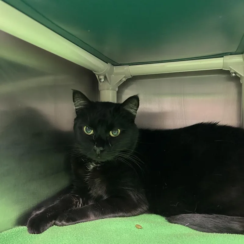 A young extra large-sized male Black Domestic Short Hair cat named Friday for adoption in Fargo, ND