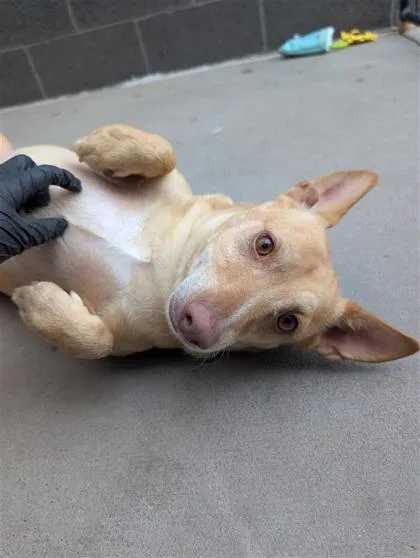 A baby small-sized male Mixed Breed dog named Bear for adoption in El Paso, TX