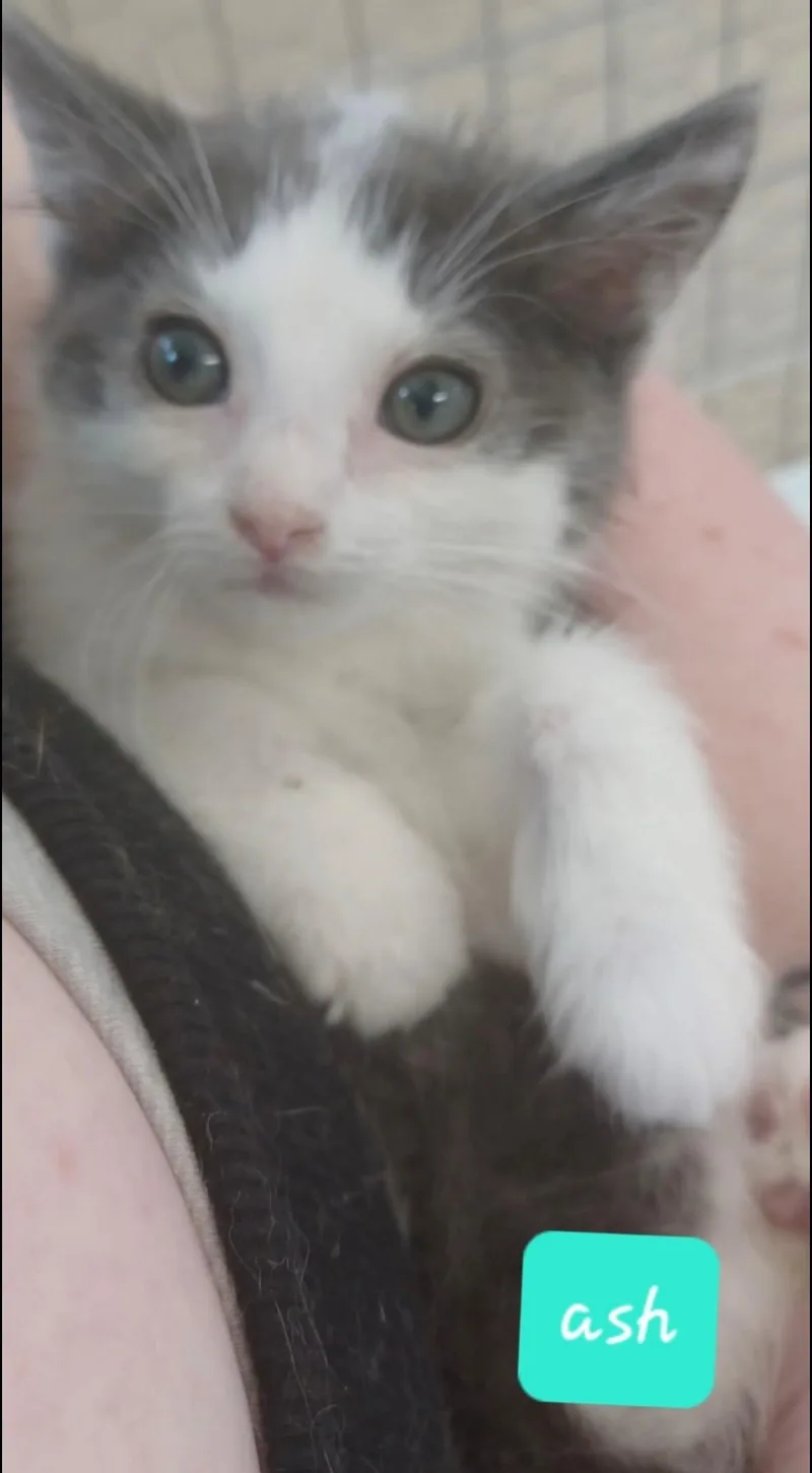 A baby medium-sized male Gray & White Domestic Short Hair cat named Ash for adoption in Walworth, WI