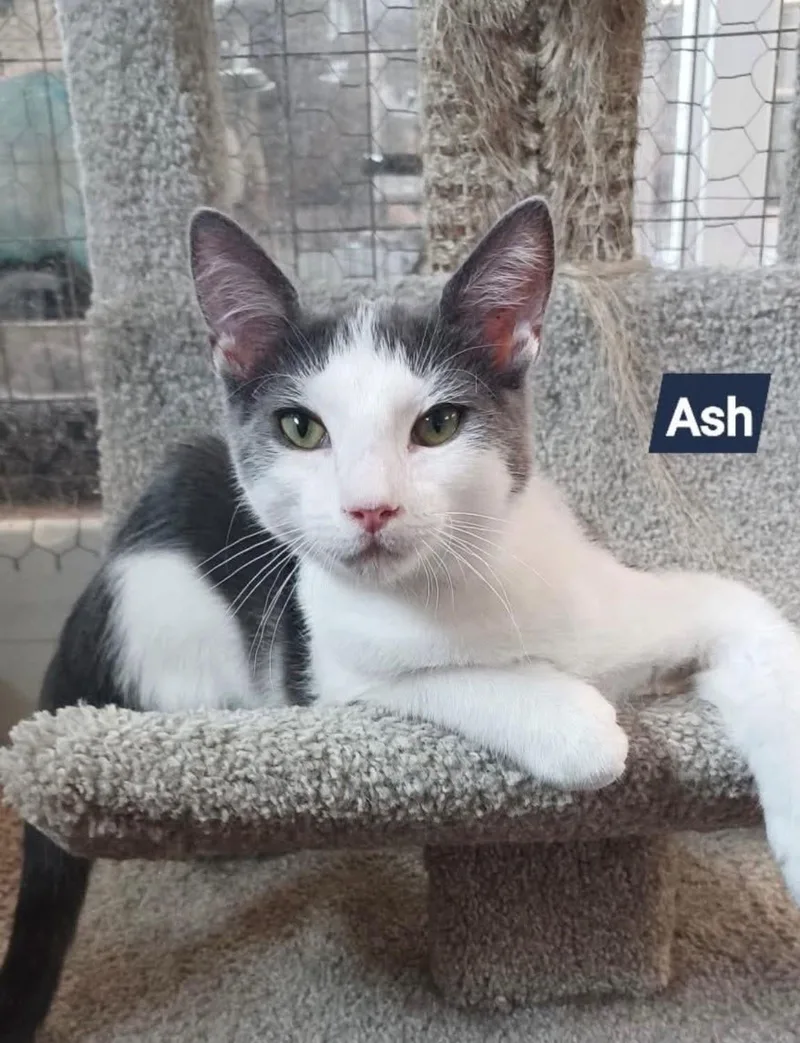 Ash thumbnail 3