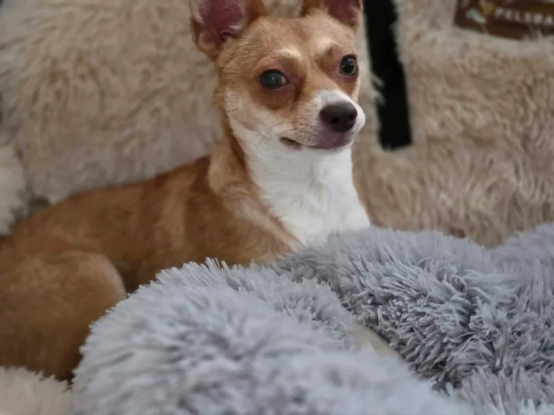 Stella thumbnail 4