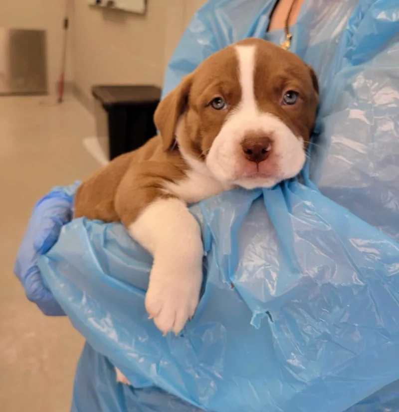 A baby large-sized female Pit Bull Terrier dog named Turkey for adoption in Chillicothe, OH