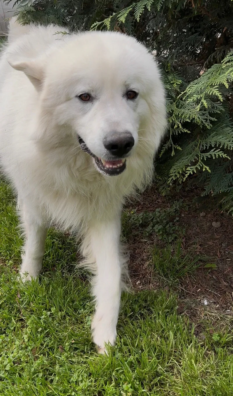 An adult large-sized male Great Pyrenees dog named Judah for adoption in Thomasville, NC
