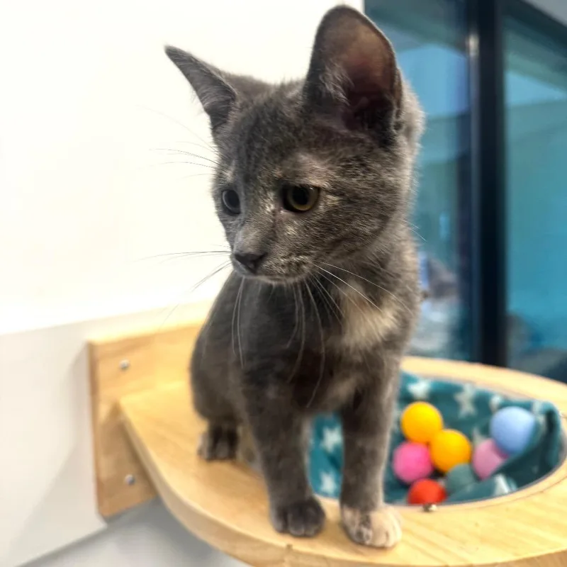 A baby small-sized female Gray / Blue / Silver Domestic Short Hair cat named Sadie for adoption in Wheeling, IL