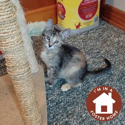 A baby small-sized female Domestic Short Hair cat named Denise for adoption in Janesville, WI
