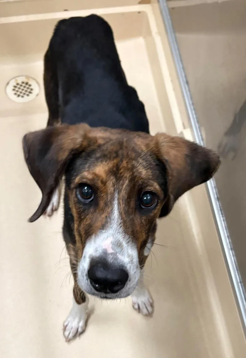 An adult medium-sized male Brown / Chocolate Treeing Walker Coonhound dog named Phil for adoption in Burgaw, NC