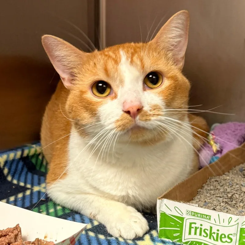 An adult large-sized male Orange / Red Domestic Short Hair cat named Tigger for adoption in Evansville, IN