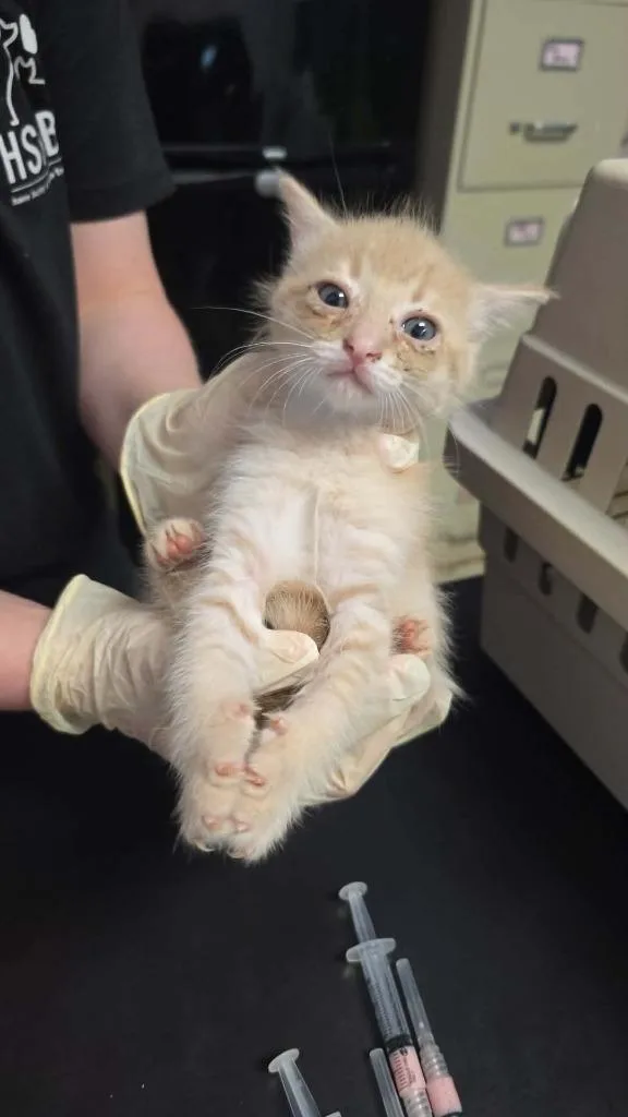 A baby small-sized male Domestic Short Hair cat named North for adoption in New Braunfels, TX