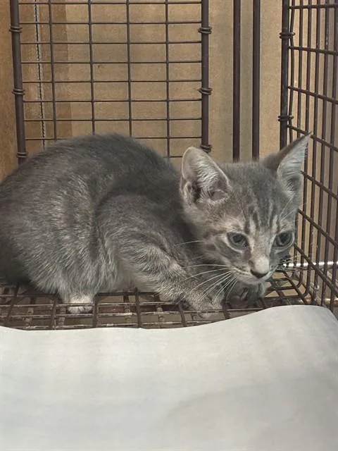 A baby small-sized male Domestic Short Hair cat named Mason for adoption in Miami, FL