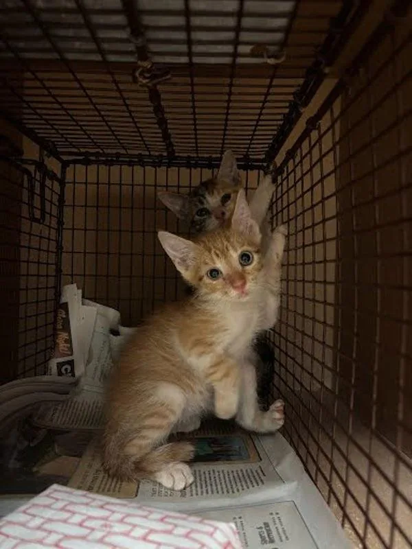 A baby small-sized female Domestic Short Hair cat named Shanks for adoption in Austin, TX