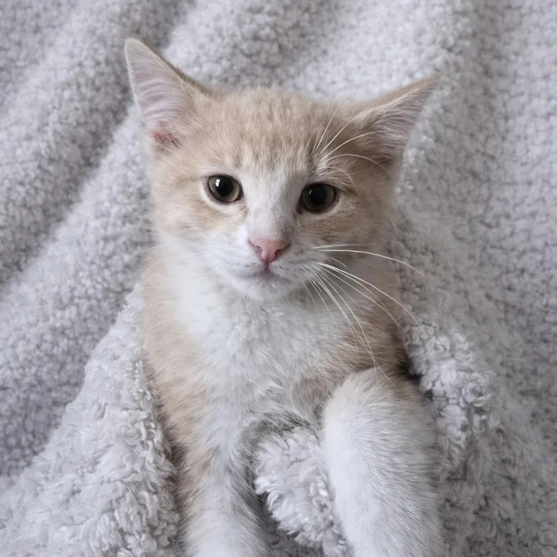 A baby medium-sized male Flame Point Domestic Medium Hair cat named Sugar for adoption in San Antonio, TX