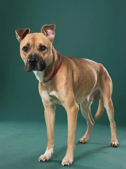 An adult medium-sized male Pit Bull Terrier dog named Otis for adoption in Atlanta, GA