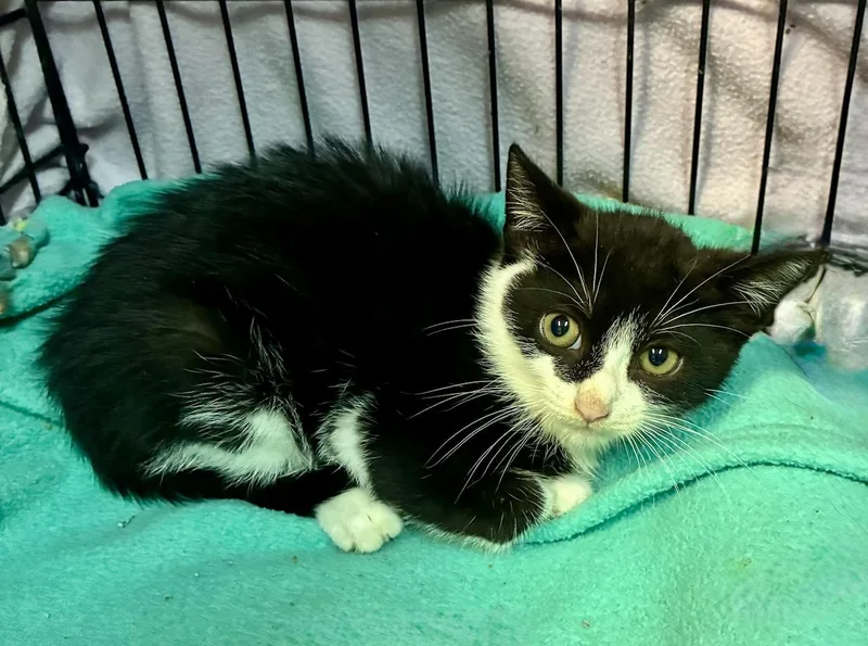 A baby small-sized male Black & White / Tuxedo Domestic Short Hair cat named Sudoku for adoption in River Edge, NJ