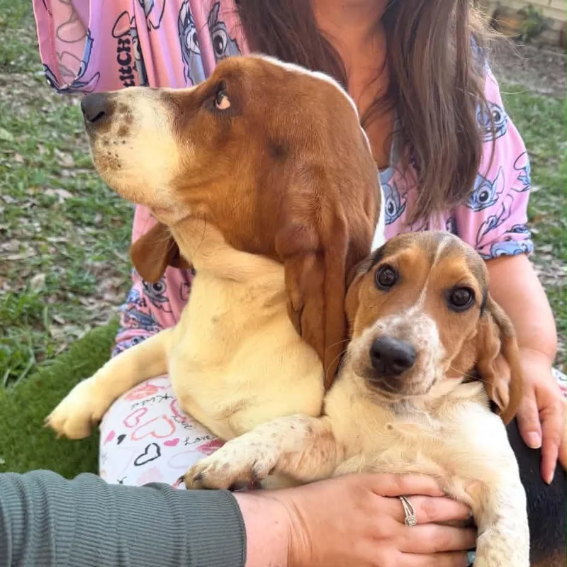 A baby small-sized female Black Basset Hound dog named Georgia for adoption in Sarasota, FL