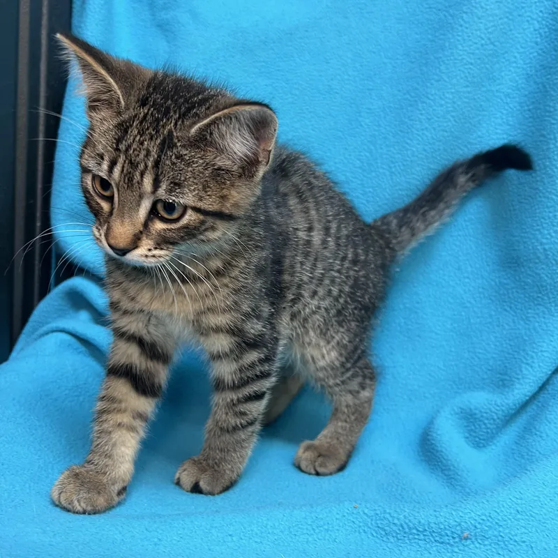 Aladdin  At Petsmart