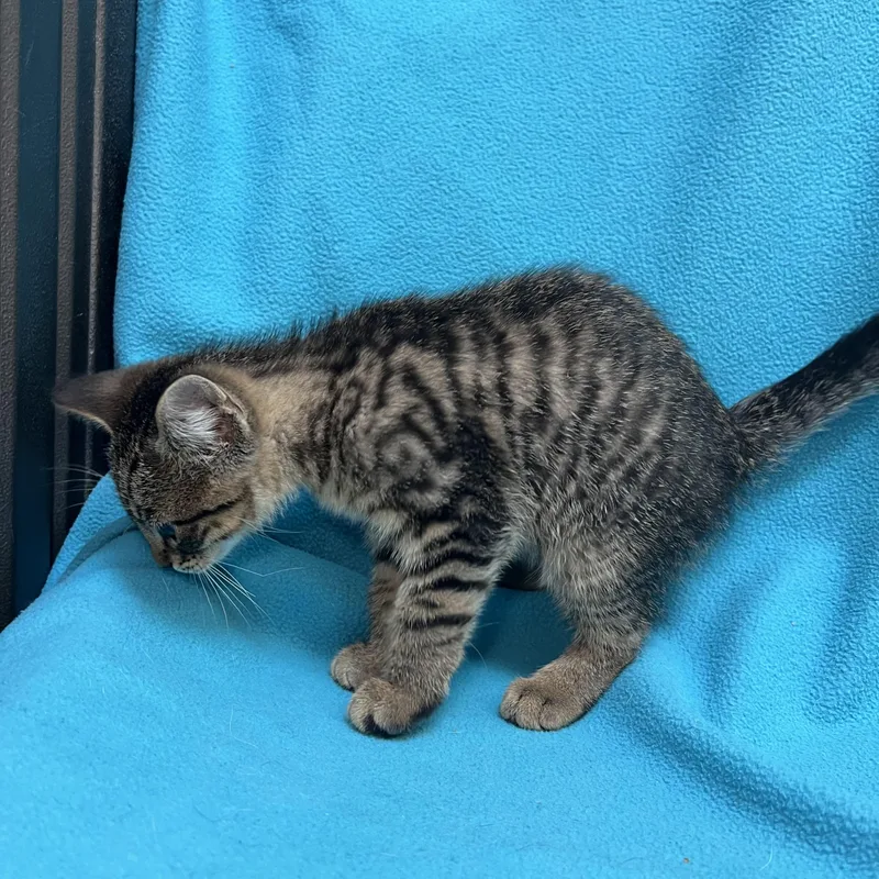 Aladdin  At Petsmart thumbnail 2