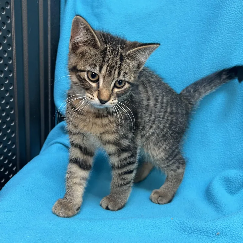Aladdin  At Petsmart thumbnail 3