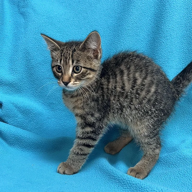 Aladdin  At Petsmart thumbnail 4