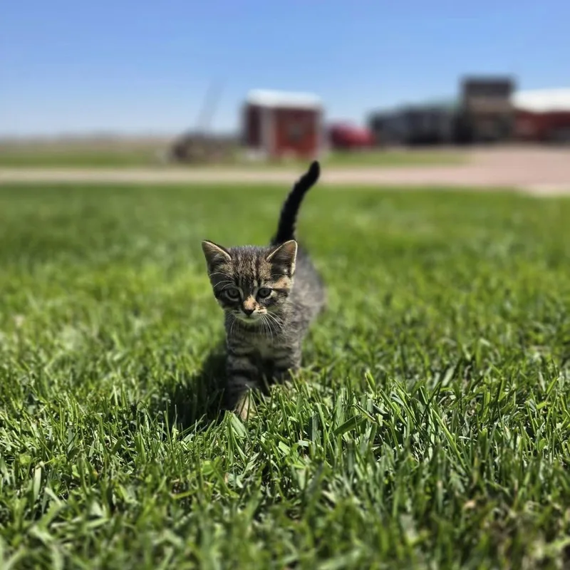 Aladdin  At Petsmart thumbnail 5