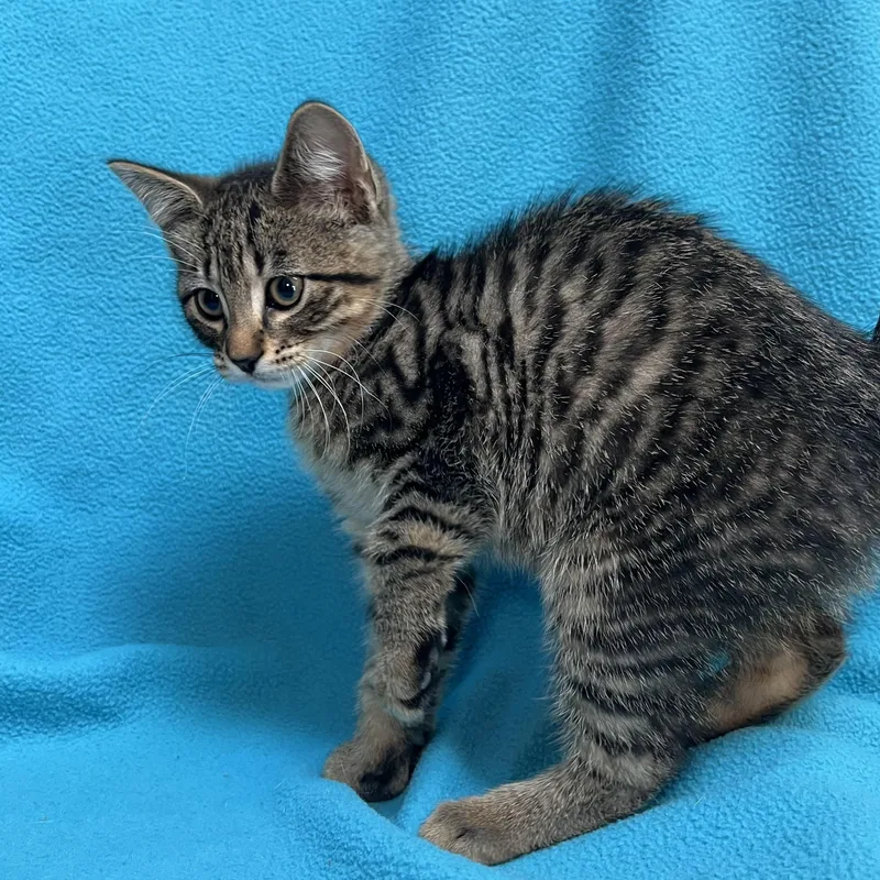 Aladdin  At Petsmart thumbnail 6