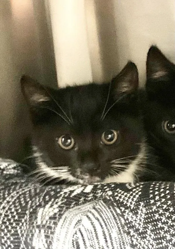 A baby small-sized female Domestic Short Hair cat named Marsha for adoption in Santa Rosa, CA