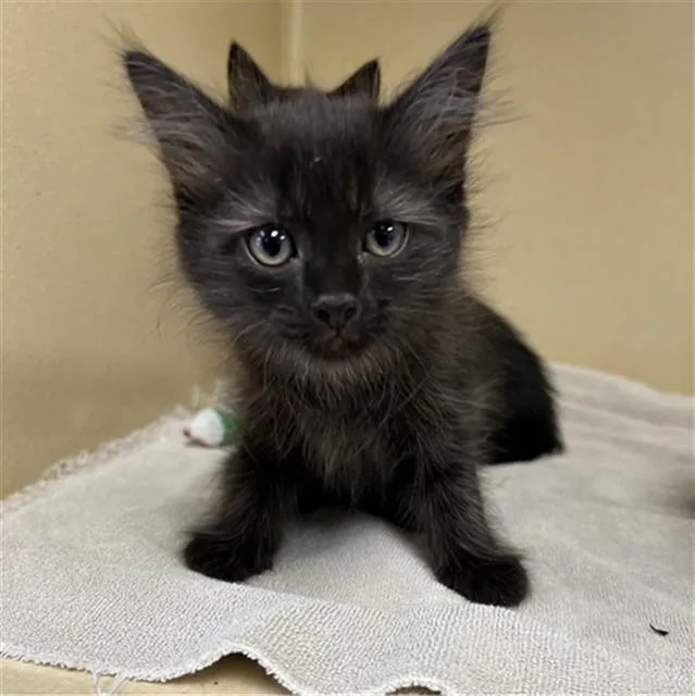 A baby small-sized female Domestic Medium Hair cat named Snookie for adoption in Lincolnton, NC