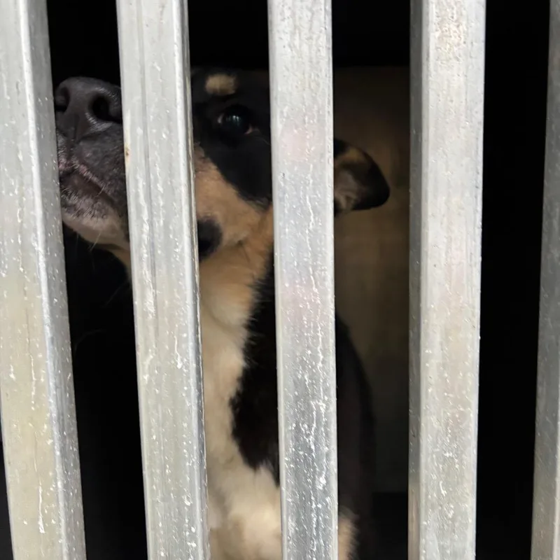 A young medium-sized male Husky dog named Nemo for adoption in Greensboro, NC