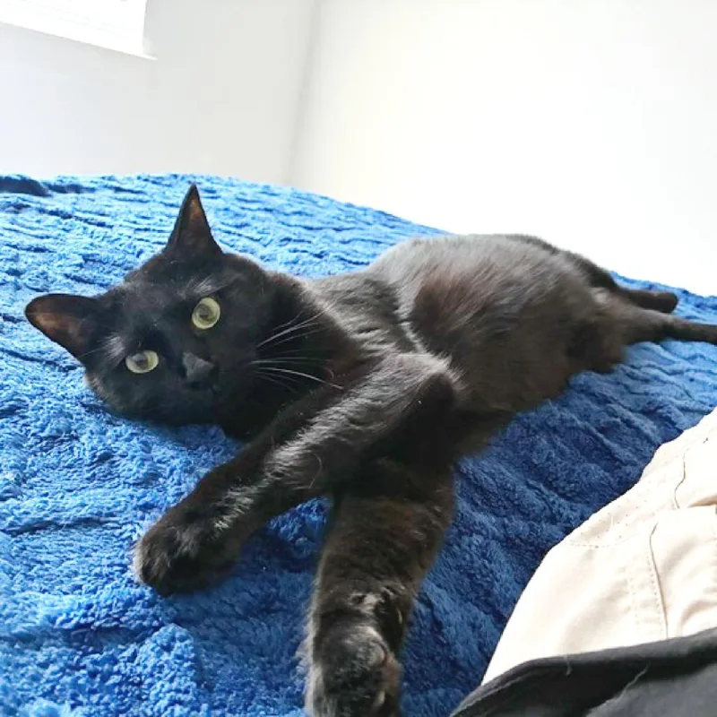 An adult large-sized female Black Domestic Short Hair cat named Maggie for adoption in Flower Mound, TX
