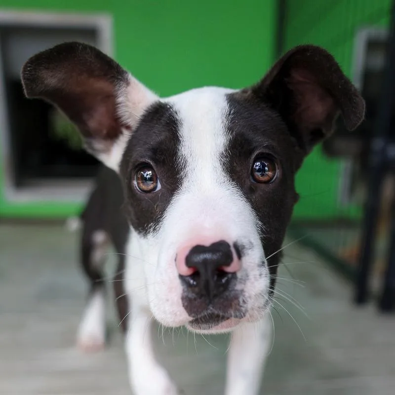 A baby medium-sized male Black Retriever dog named Rufus for adoption in Bradenton, FL