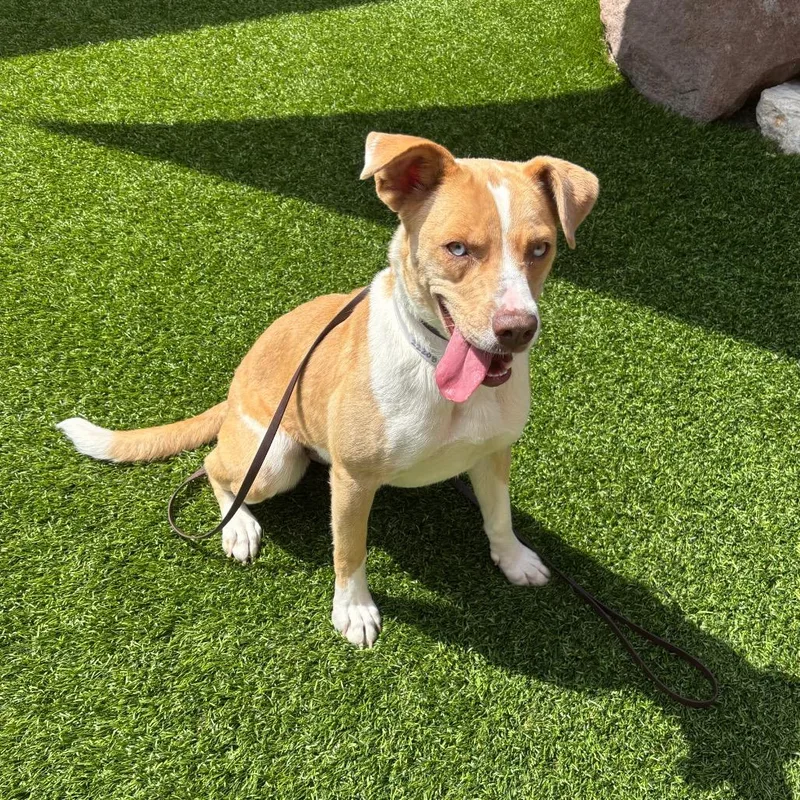 A young medium-sized female Red / Chestnut / Orange Labrador Retriever dog named Milly for adoption in Hawthorne, CA