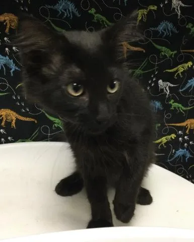 A baby small-sized male Domestic Medium Hair cat named Shadow for adoption in Riverside, CA